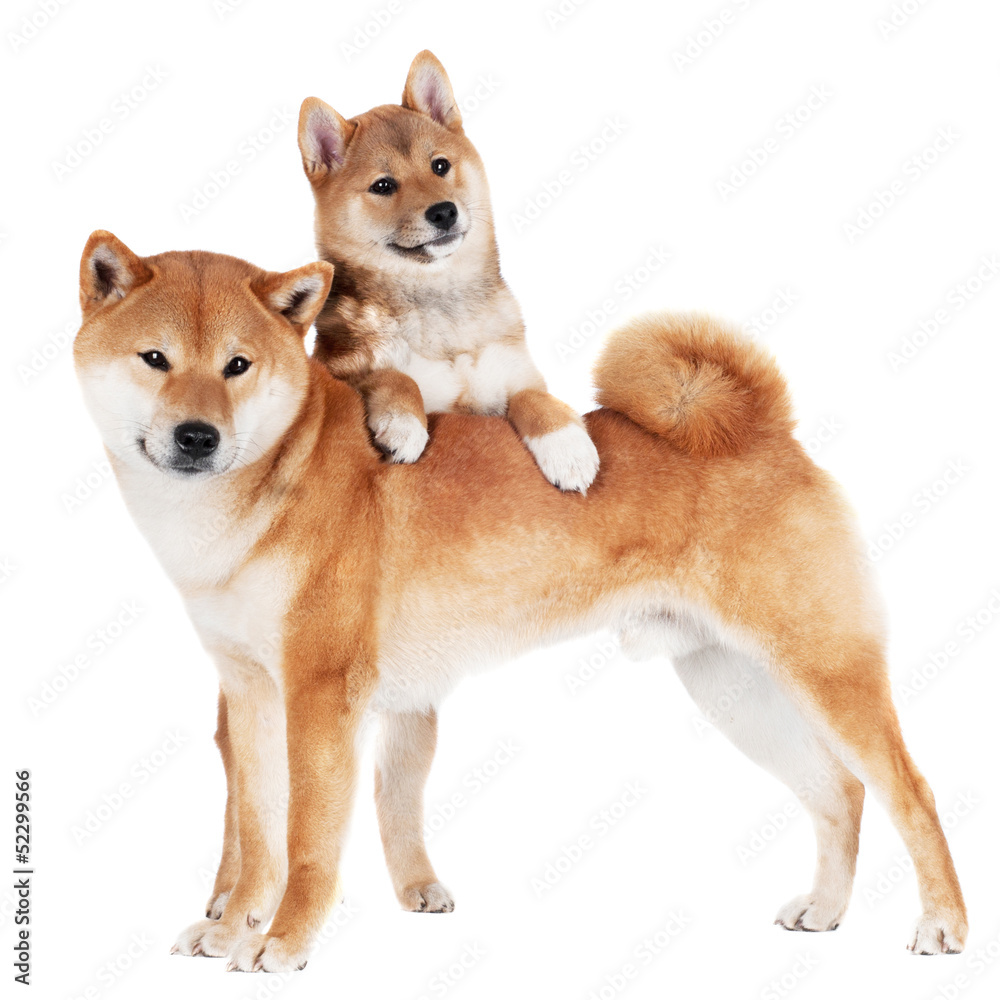 shiba inu dog with a puppy