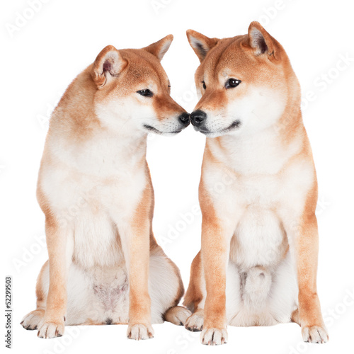 Fototapeta Naklejka Na Ścianę i Meble -  two shiba inu dogs touching with their noses