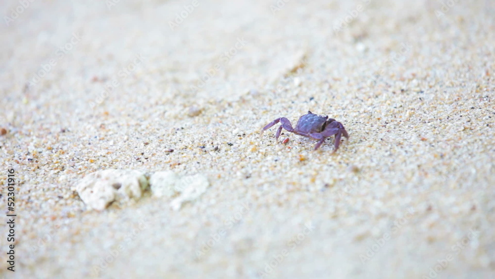 Small dark crab on white sand beach Small dark crab on white sand beach