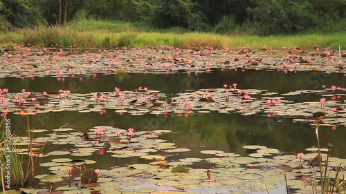 Pink lotus in pond near trees from Thailand photo