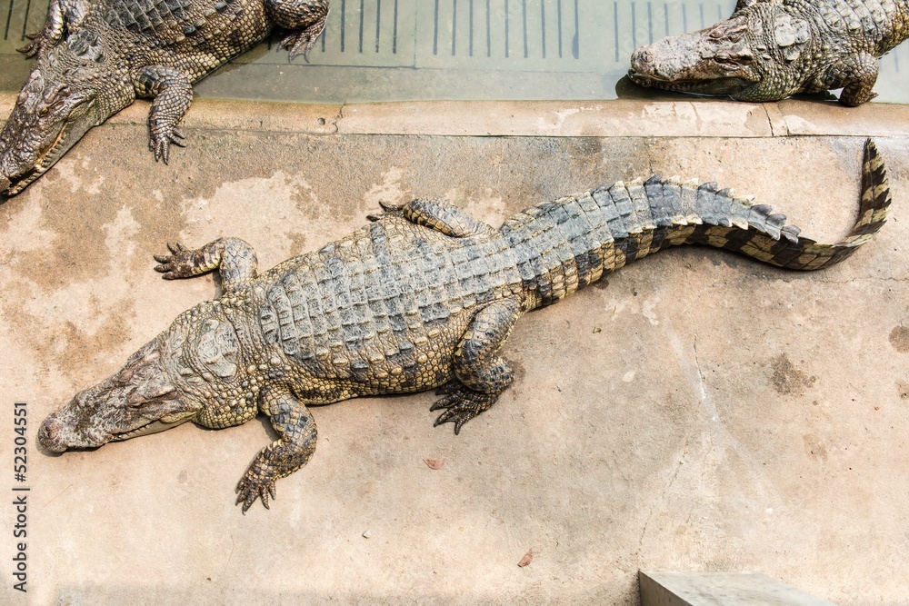 Obraz premium Fresh water adult crocodile from Thailand