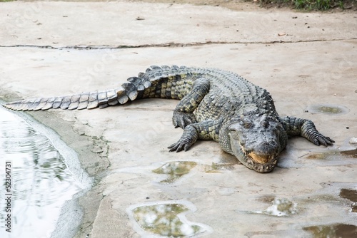 Fresh water adult crocodile from Thailand
