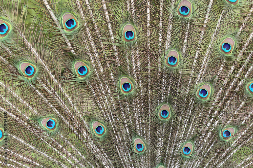Obraz premium Feathers of peacock