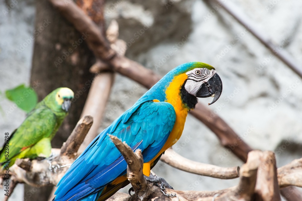 Blue and Gold macaw bird