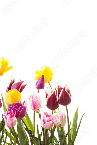 tulips on a isolated background © sjhuls