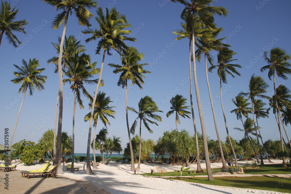 Tall palm trees in the sand of the beach in Zanzibar