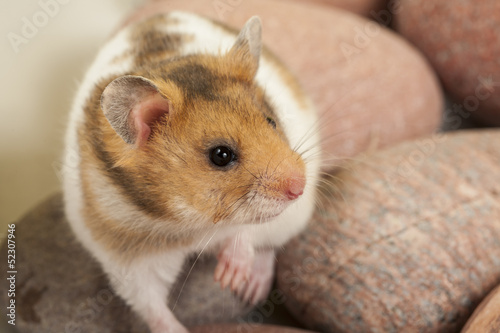 Young syrian hamster on stones.