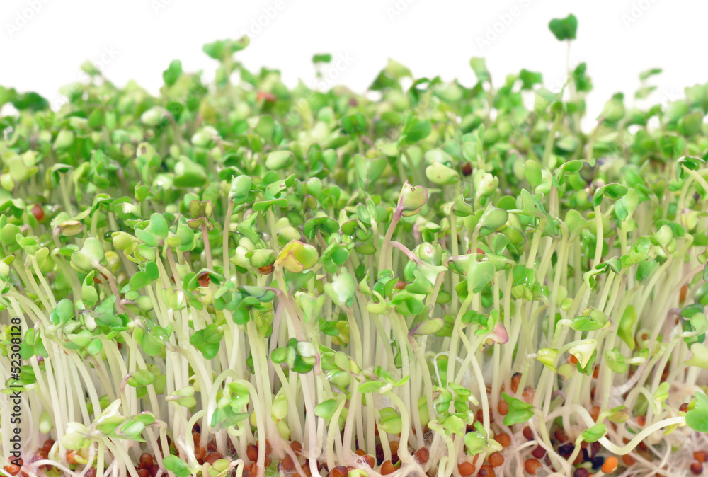Fototapeta premium Young green broccoli sprouts for salads and healthy dishes