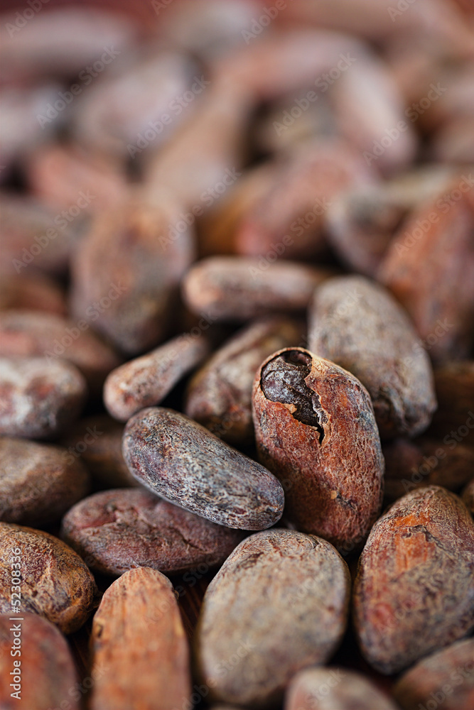 roasted cocoa chocolate beans macro background roasted cocoa chocolate beans macro background