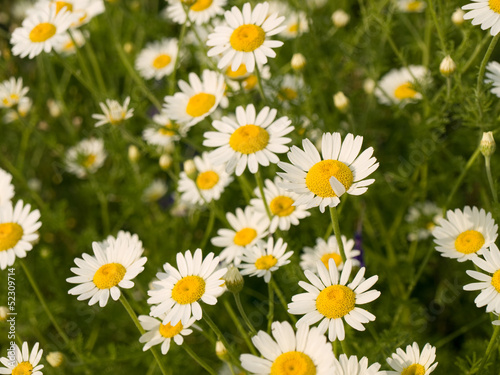 Summer wildflowers