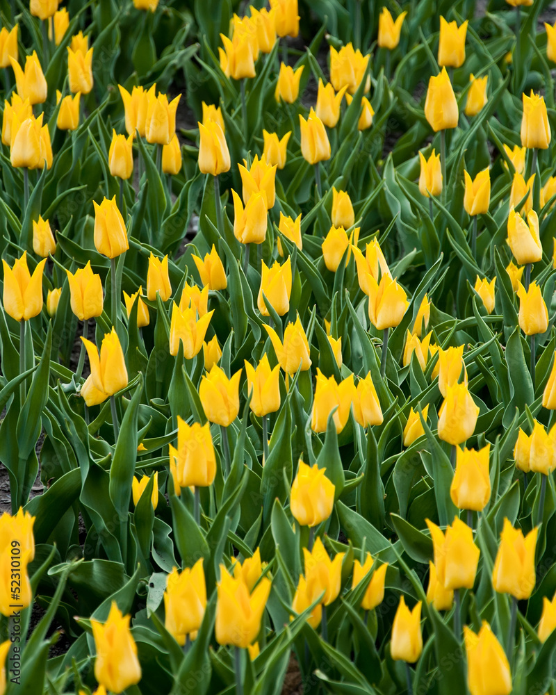 Obraz premium Yellow tulips during the spring