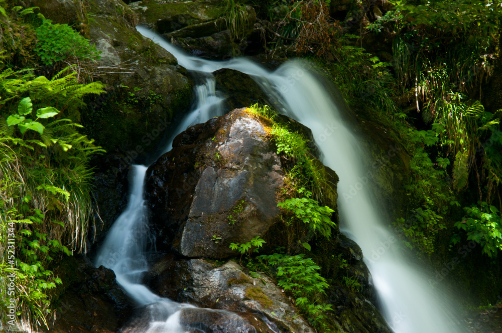 Naklejka premium 滝と新緑