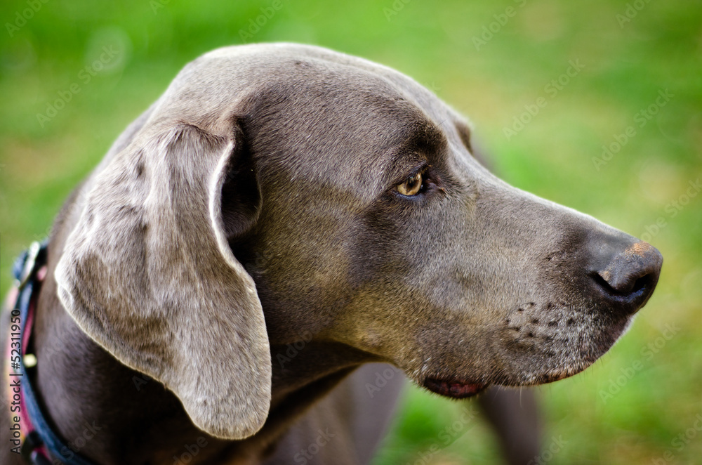 Close up profile portrait of Weimaraner dog