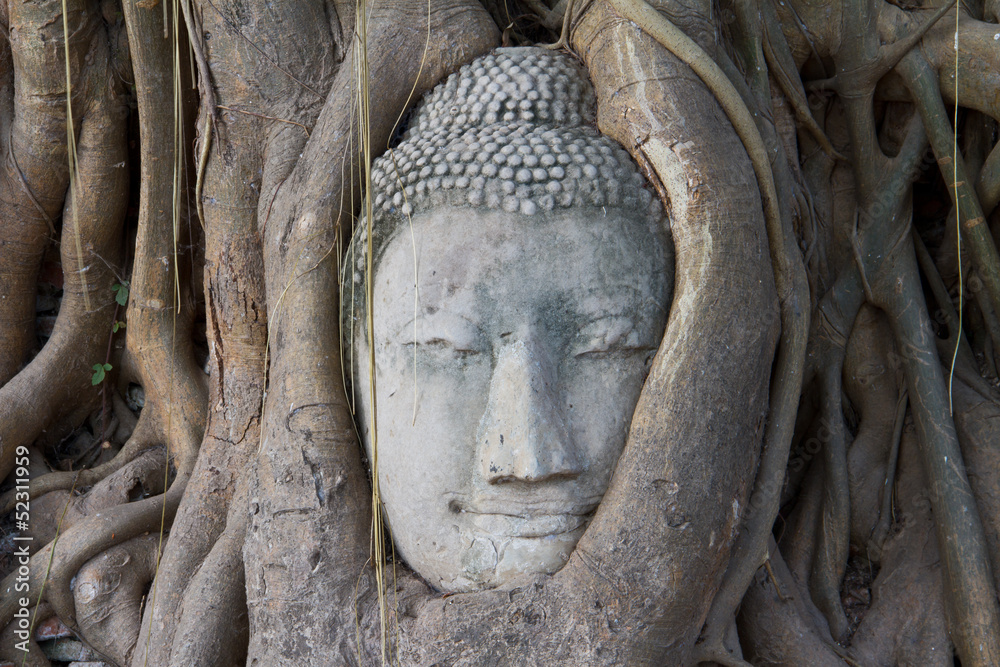 Buddhism head in root of banyan tree in Thailand