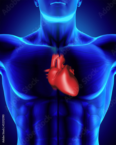Anatomically correct human heart/torso with clipping path