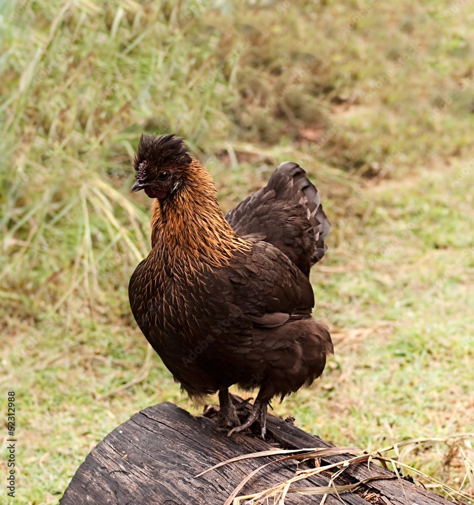 Fototapeta premium Bantam hen small egg layer