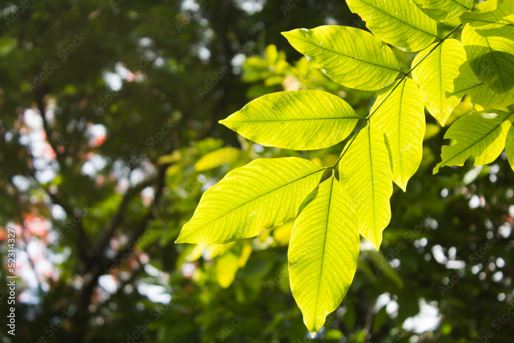 Green leaves frame on white background