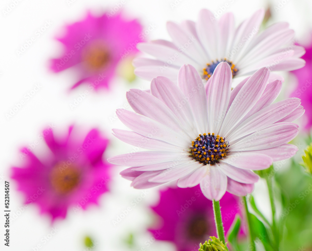 Flowers Flowers