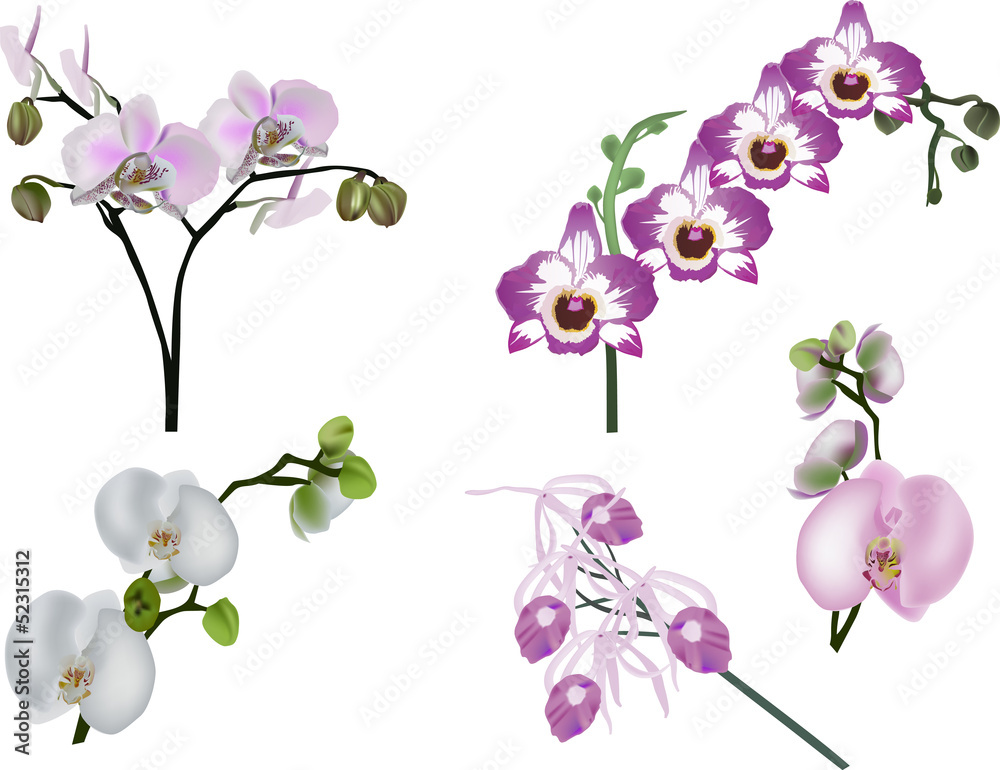 five white and pink orchid inflorescences