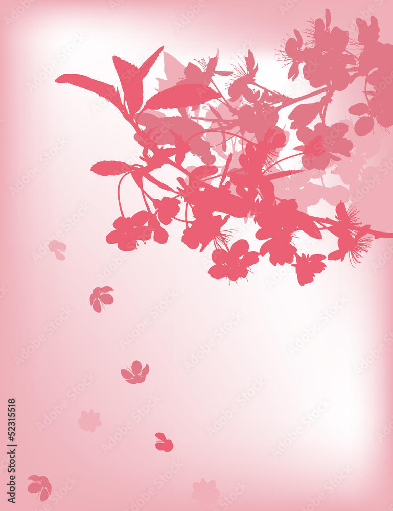 pink sakura with falling flowers
