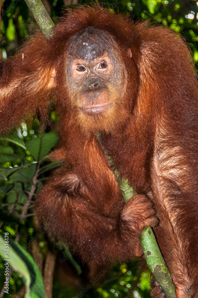 Naklejka premium Orangutan