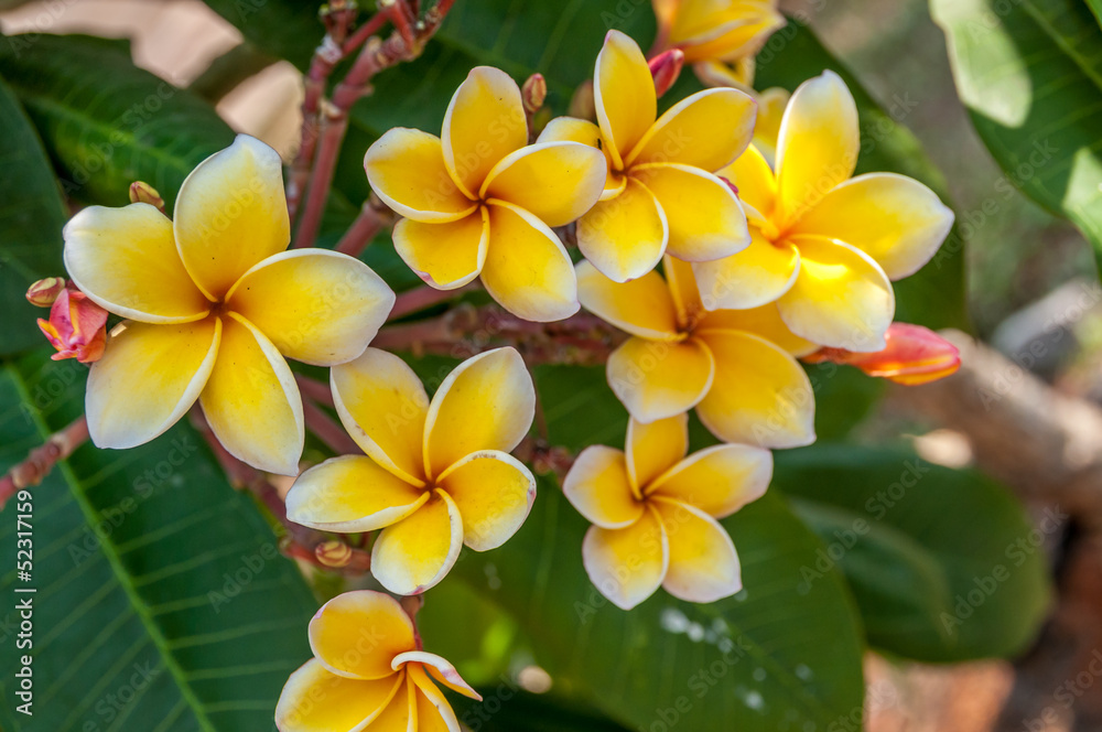 Yellow Flowers Yellow Flowers