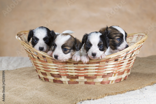 Four Papillon puppy in a wicker basket
