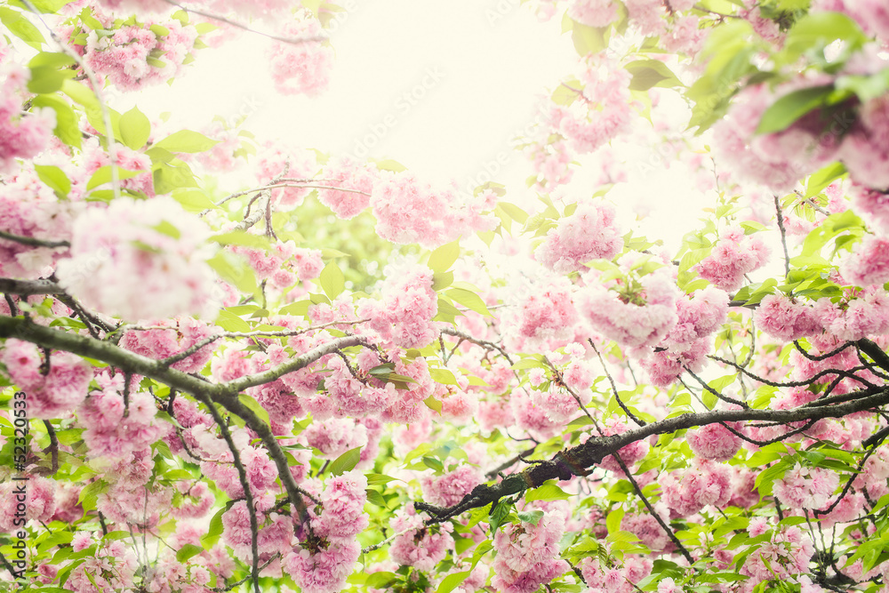 Fototapeta premium Blossom