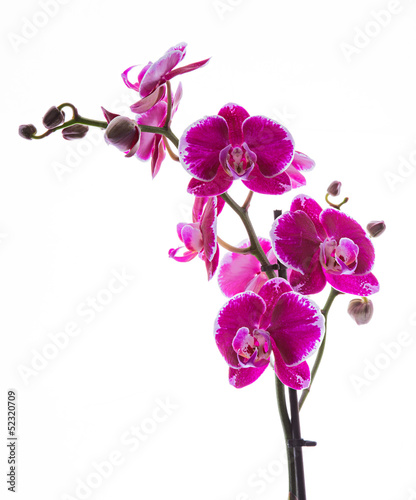 Fototapeta Naklejka Na Ścianę i Meble -  Colorful pink orchid