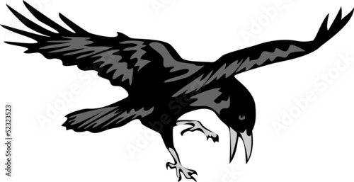 attacking raven