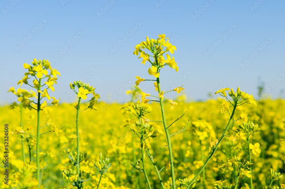 field of yellow rapeseed field of yellow rapeseed