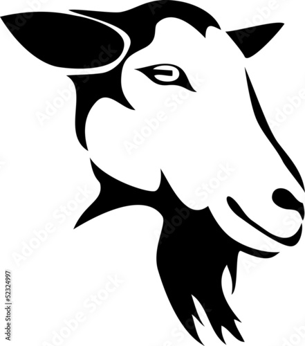 head of hornless goat