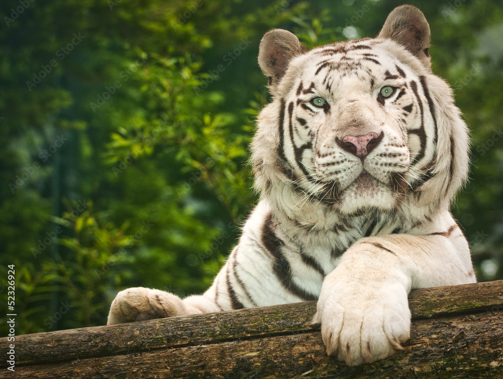 Naklejka premium white tiger