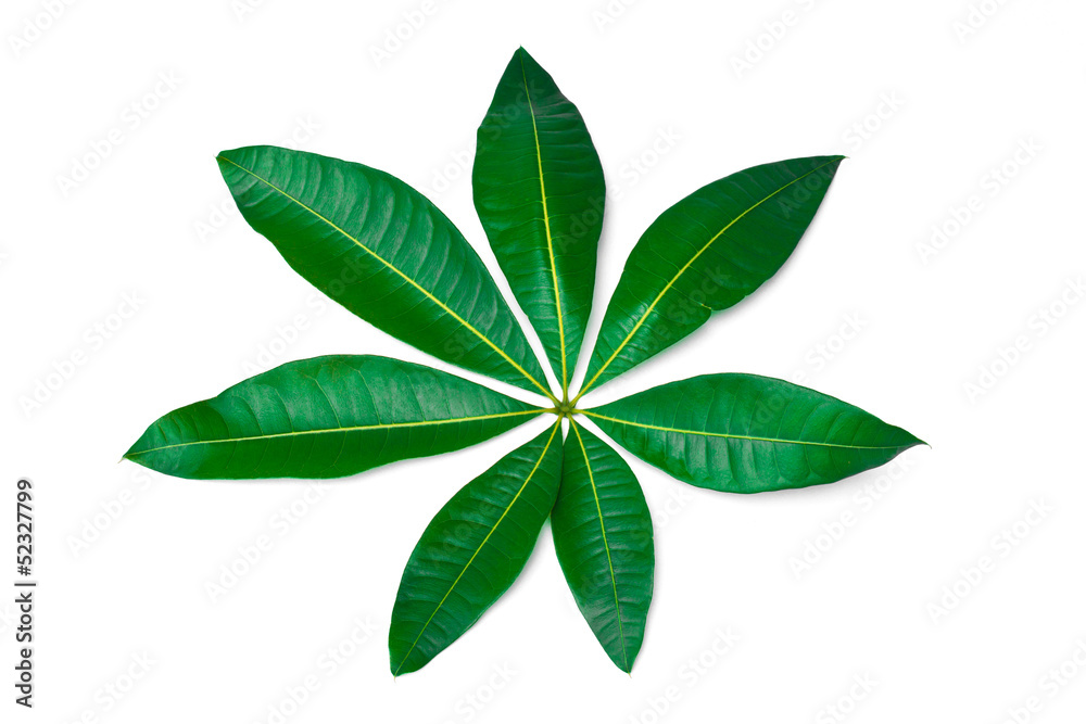 A beautiful lush green leaf  isolated