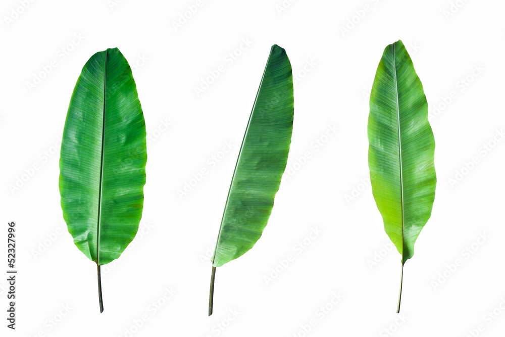 Fresh Banana Leaf Isolated Fresh Banana Leaf Isolated