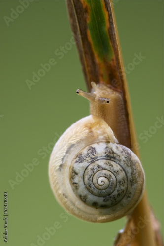 head of wild brown snail photo