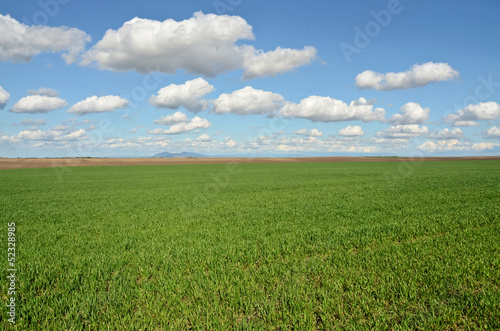 Wheatgrass Field in Europe