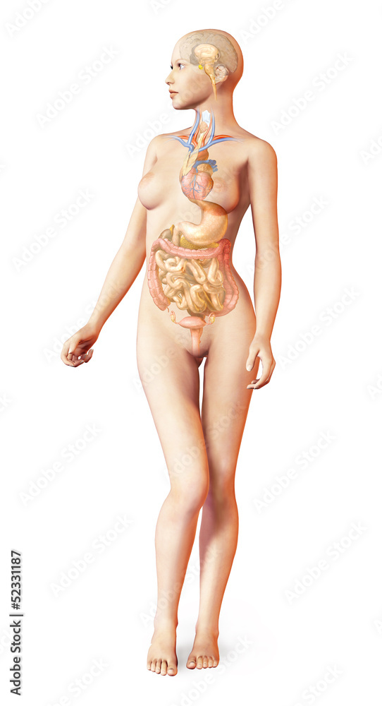 Illustrazione Stock Female naked body, with full endocrine system  superimposed. Anat | Adobe Stock