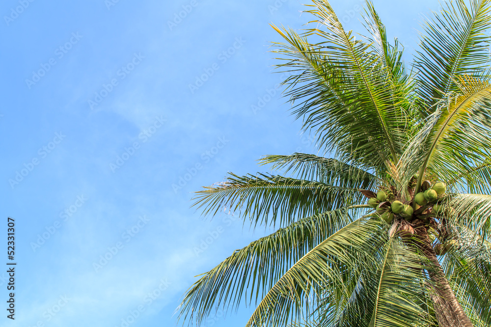 Coconut tree