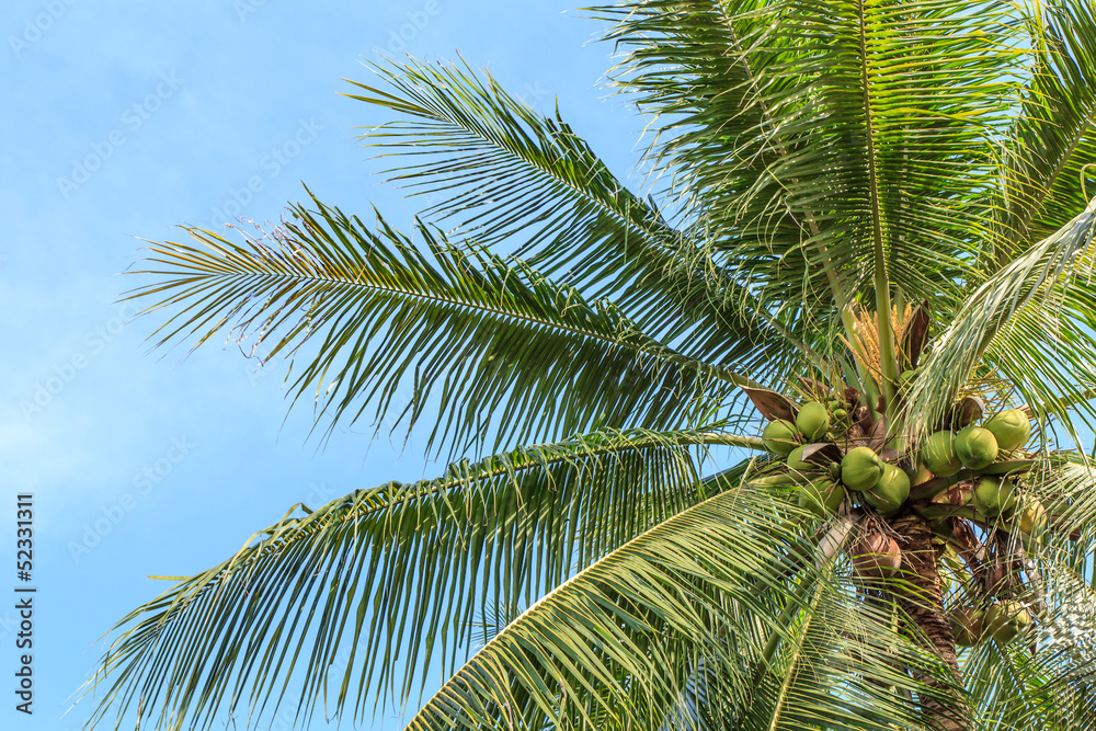 Coconut tree