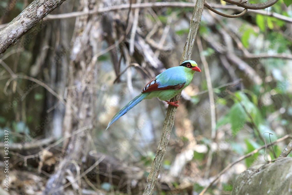 Fototapeta premium Green bird (Common Green Magpie), Bird of Thailand