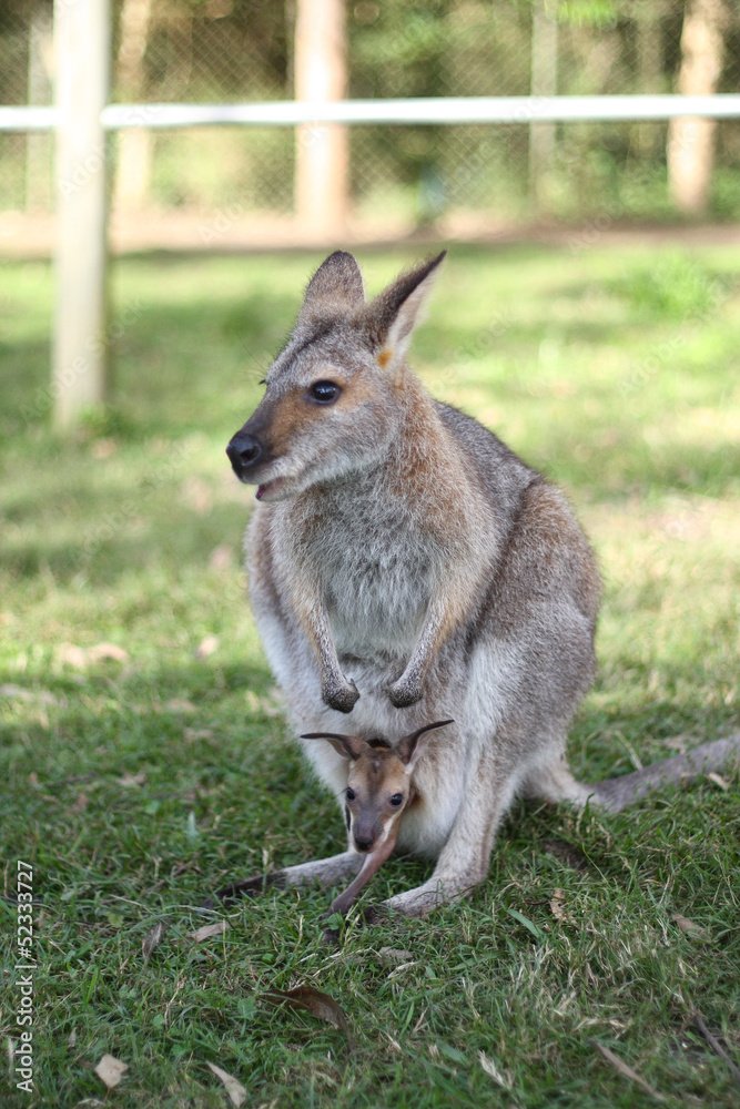 Kangaroo with joey