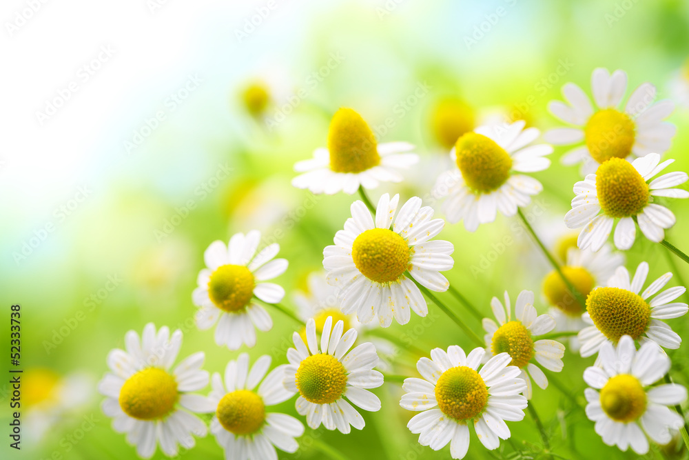 Field of chamomile flowers in the nature - obrazy, fototapety, plakaty 