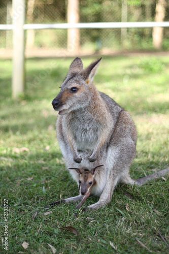 Kangaroo with joey