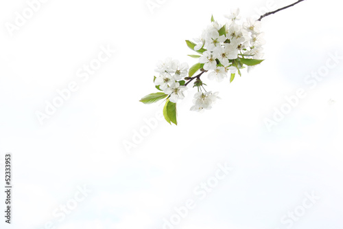 Kirschblüten Zweig