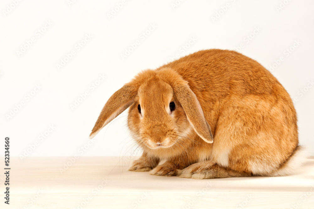 red rabbit red rabbit