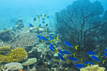 Foto auf Acrylglas Tauchen Folge dem Blau  © mvanfleet