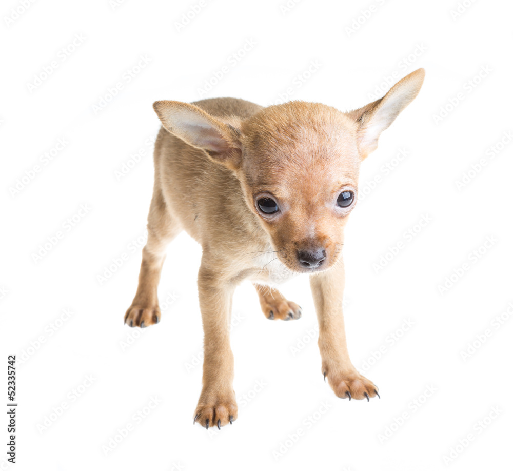 short haired chihuahua puppy in front of a white background