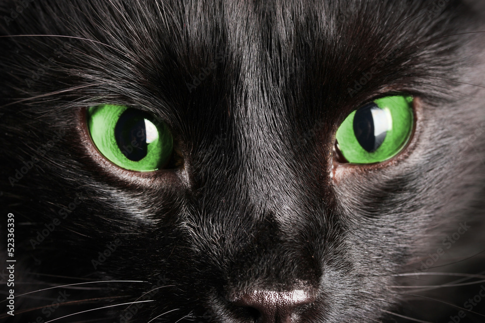 Black cat, close-up