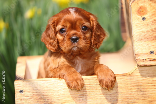 Cavalier King Charles Spaniel Puppy #52336710